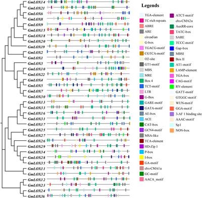 Genome-wide identification and analysis of LOX genes in soybean cultivar “Zhonghuang 13”